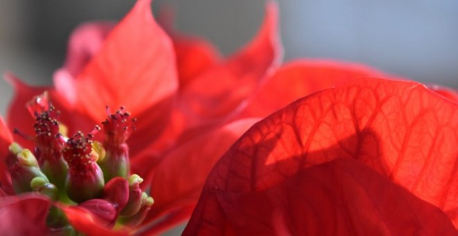 Cómo cuidar la flor de Pascua para que dure todo el año