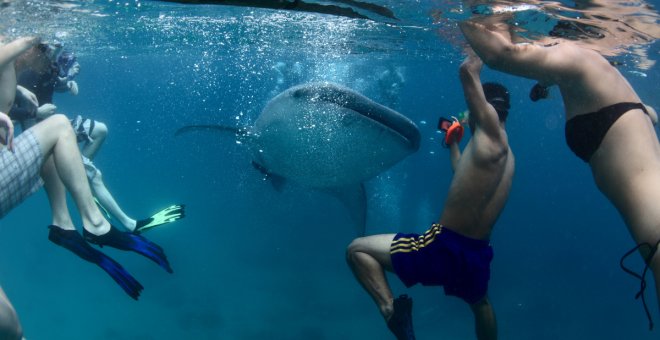 Haz turismo responsable: Ocho actividades turísticas que no respetan la vida salvaje de los animales