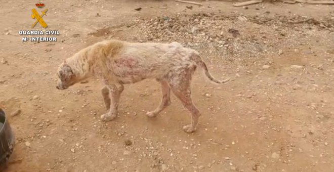 Investigado un hombre en Tudela por maltrato animal