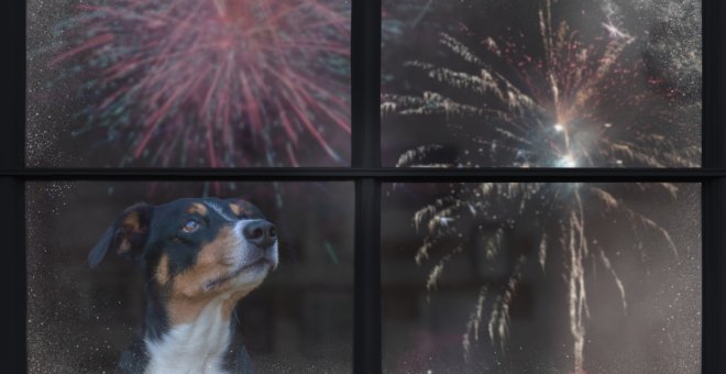 La pirotecnia: la peor pesadilla de los perros en Navidad