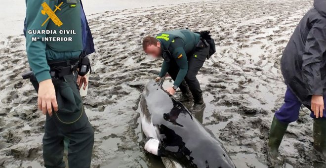 Muere una ballena que quedó varada en las marismas de Argoños