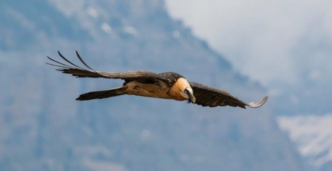 La Cordillera Cantábrica acoge proyectos para recuperar el quebrantahuesos