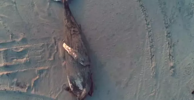 Encuentran en la playa de Atlantic City una enorme ballena jorobada varada