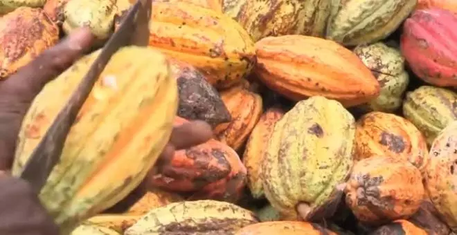 Investigadores del CSIC logran cultivar cacao en Málaga