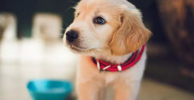 Cómo prevenir la ansiedad por separación en cachorros