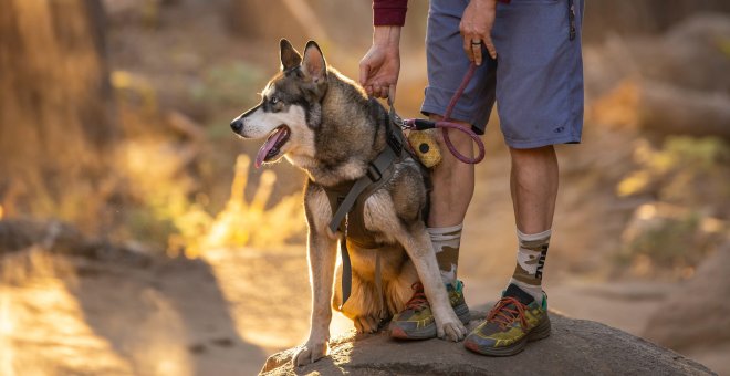 Rutas para hacer senderismo con perros