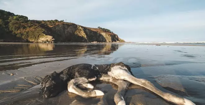 Cuando limpiar la playa se convierte en una carrera de obstáculos