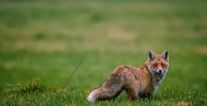 Ecologismo de emergencia - A tiros con la protección animal