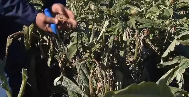 La 'helada negra' arrasa la cosecha de alcachofa