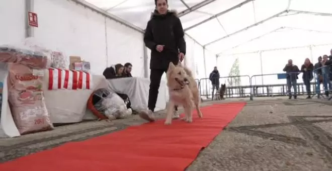 Monachil premia al perro más habilidosos y que más se parece a su humano