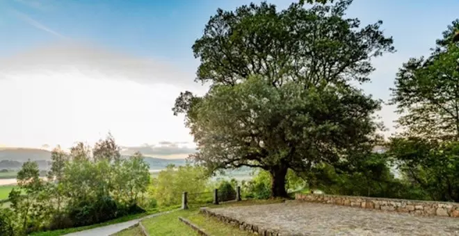 La encina de Colindres representa a España como candidata a mejor árbol de Europa 2023