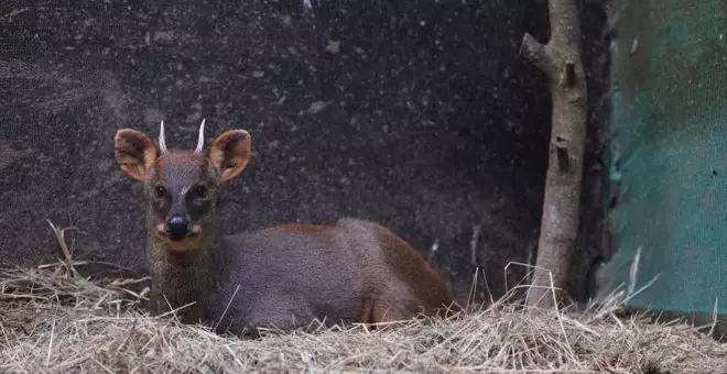 La fauna, uno de los primeros afectados por los incendios en Chile