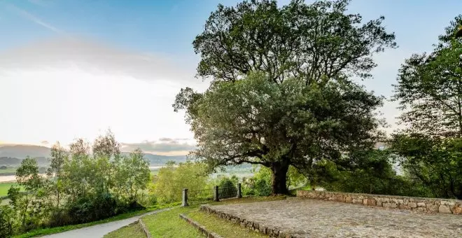 La Encina de San Roque, en Cantabria, Árbol del Año 2023