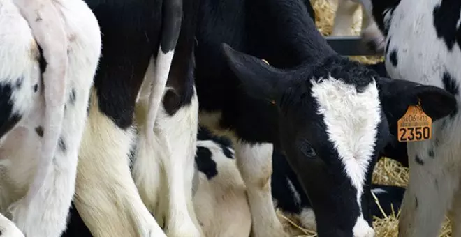 2022, un "año nefasto" en el que cerraron casi dos granjas de leche al día en España