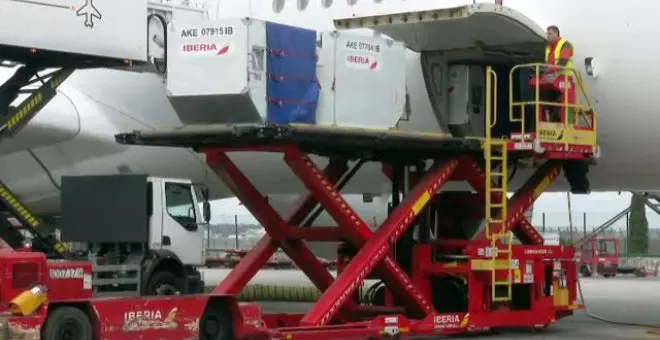 San Valentín llega volando. Así se transportan y descargan  toneladas de flores cortadas de Ecuador y Colombia