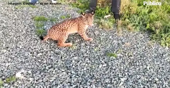 Ecologistas en Acción denuncian un nuevo atropello de lince en Doñana