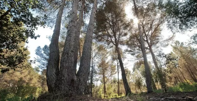 Queremos Ciudades con Bosques: dos campañas en Cataluña