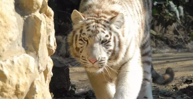 Los niños podrán acceder gratis al Zoo de Santillana hasta el 26 de febrero