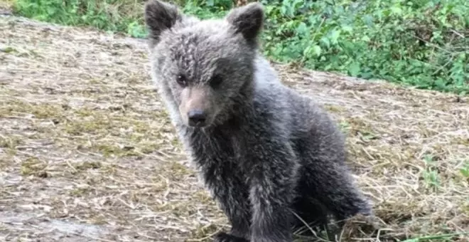 La clave para la supervivencia del oso pardo es adaptar su hábitat y dieta al cambio climático