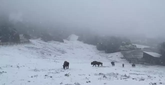 La nieve cubre de blanco el Parque de Cabárceno