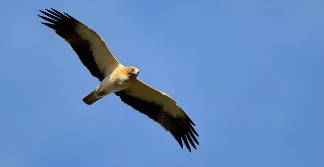 La acumulación de pesticidas reduce la capacidad reproductiva del águila calzada en Doñana