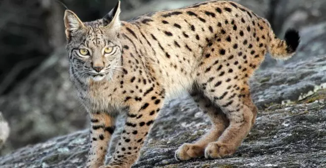 Suecia autoriza la caza de 200 linces tras la mayor matanza de lobos de su historia