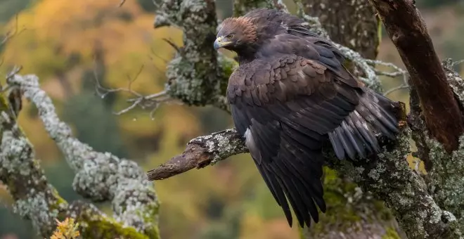 'Iberia', por fin una 'peli' con cortejos y apareamientos muy naturales