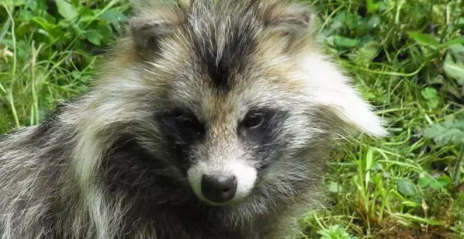 Los perros mapache, posibles causantes de la pandemia de Covid