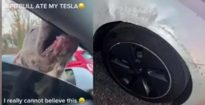 Atrapada en su propio Tesla Model 3 por un pit bull que destroza el coche a mordiscos