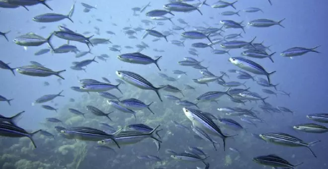 Pollos de mar. Salmones de monte