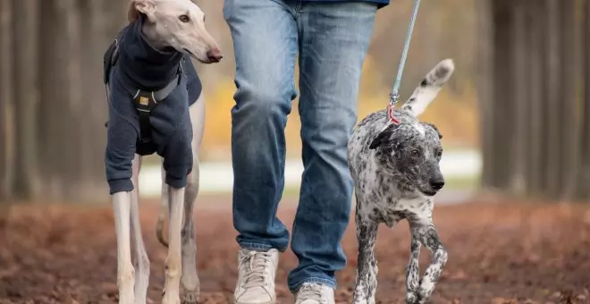 Cursillo obligatorio para dueños de perros ¿En qué consistirá?