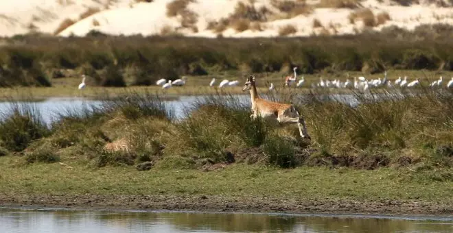 ¿Qué está pasando en Doñana?