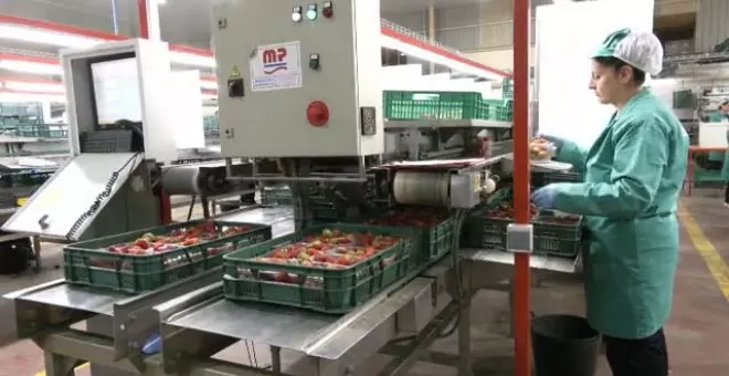 El 60 por ciento de la producción de frutos rojos de Huelva viene de pequeños agricultores con permiso de riego