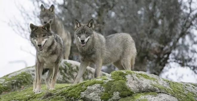 Podemos-IU propone crear un cuerpo de pastores para reducir los ataques del lobo