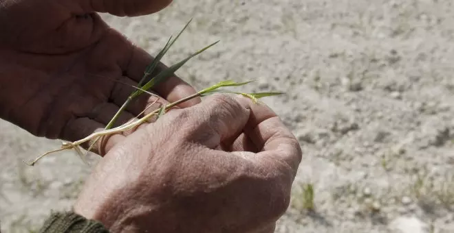 Los agricultores imploran la ayuda del Gobierno ante los daños irreversibles de la sequía