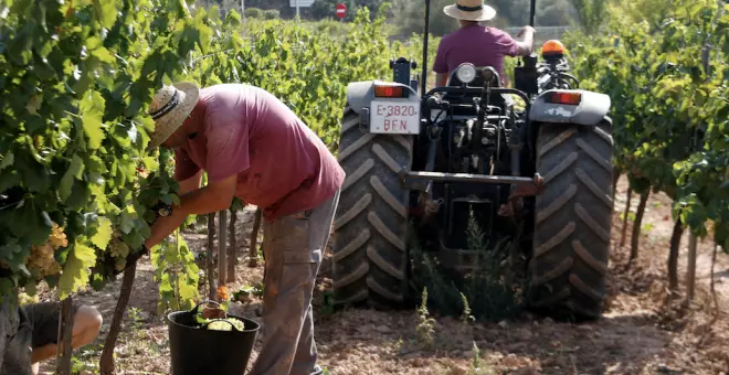 La superfície agrària ecològica a Catalunya s'ha triplicat en els darrers deu anys