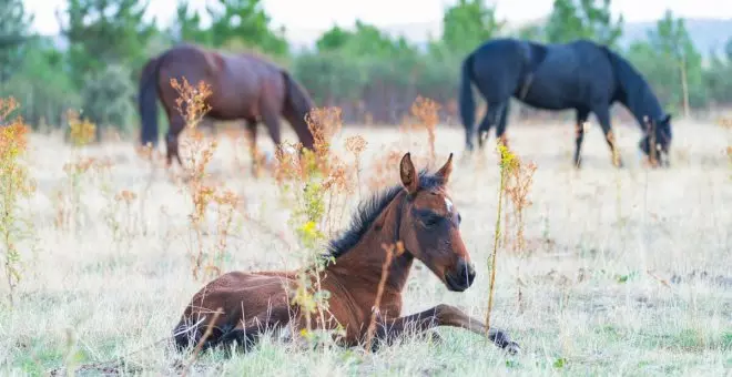 'Rewilding': recuperar osos, lobos, caballos salvajes en Europa