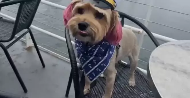 Un crucero perruno recorre la bahía de San Francisco con fines solidarios