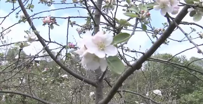 La floración de los manzanos en Asturias se convierte en un potente reclamo turístico