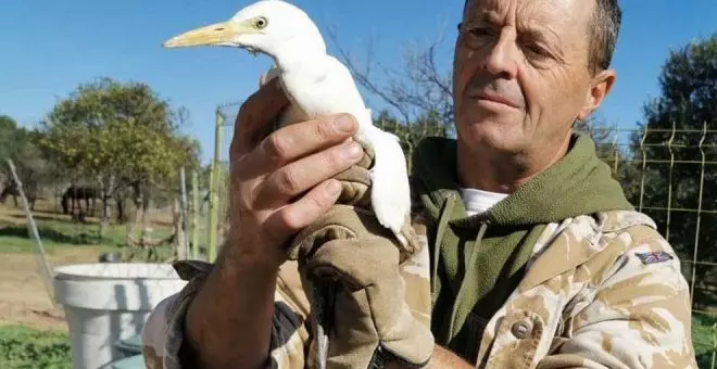 El "pingüino" de Doñana que resultó ser una fake