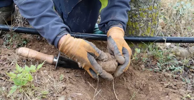 Comença una temporada de tòfona negra més optimista que els darrers anys per la millora de la meteorologia