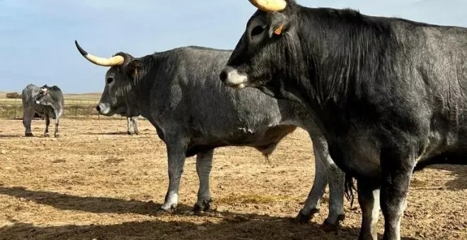 Ganadería Prado Alegre, un proyecto familiar que apuesta por el bienestar animal, la calidad y la transparencia