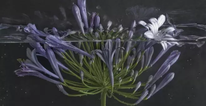 El instante perfecto de las flores y frutos de Pilar Pequeño, en el Botánico