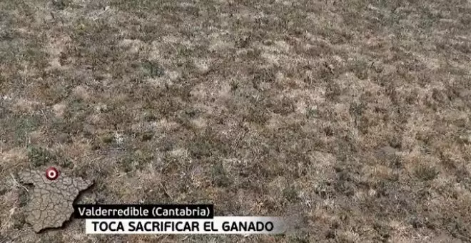 Sin agua para melones ni para que crezca el forraje