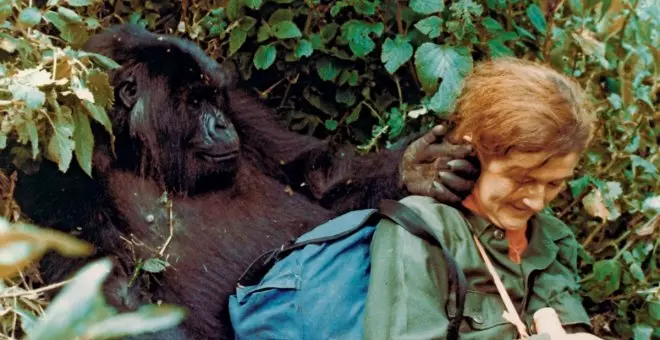 El asesinato sin resolver de Dian Fossey: 'la señora de los gorilas'