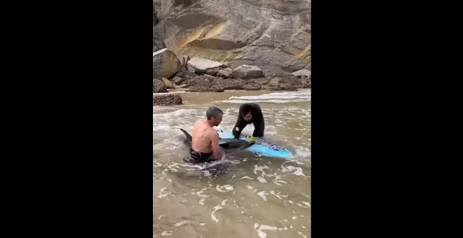 Dos surfistas logran rescatar a un delfín desorientado en la playa de Mataleñas