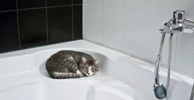 Por qué los gatos te acompañan al baño