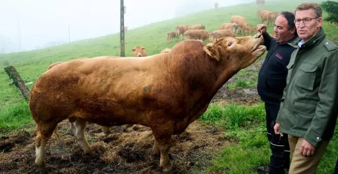 Feijóo plantea sacar al lobo del LESPRE y bajar el IVA de la carne para ayudar al rural