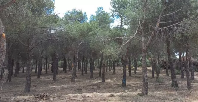 Ecologistas denuncian la tala de árboles en el paraje natural de Pozuelo: "Es uno de los primeros ecocidios bajo la ley ómnibus"