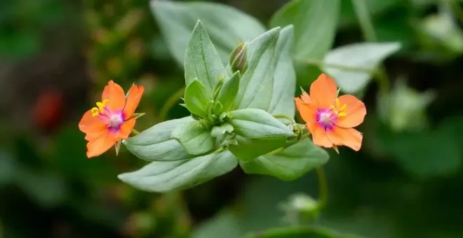 Las plantas más venenosas que puedes encontrar en tu paseo por el campo